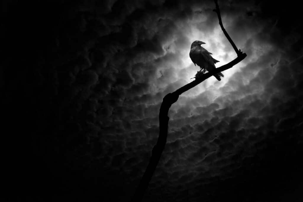 corbeau sur une branche