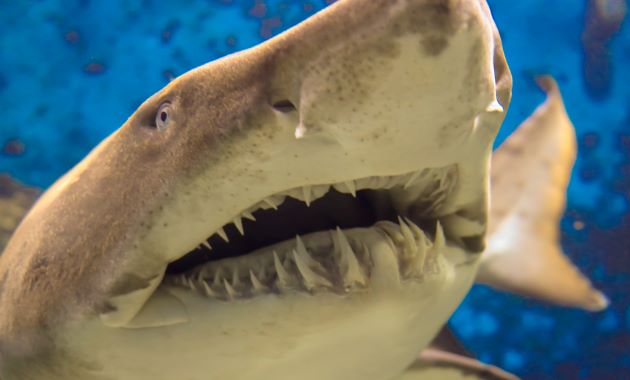 La tendance "dents de requin" inquiète de plus en plus.