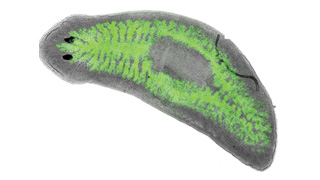 Un ver plat « immortel » ouvre une voie inédite contre les bactéries
