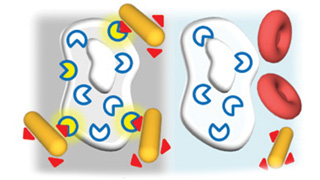 Les nanoparticules d’or identifient et tuent les cellules cancéreuses