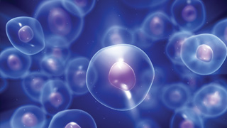 Des nanofils contre la destruction des cellules