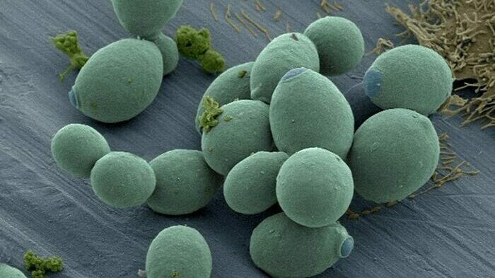 Régénération du microbiote intestinal après antibiothérapie: zoom sur les effets de Saccharomyces boulardii CNCM I-745