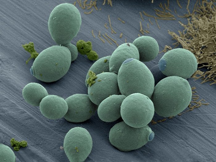 Régénération du microbiote intestinal après antibiothérapie: zoom sur les effets de Saccharomyces boulardii CNCM I-745
