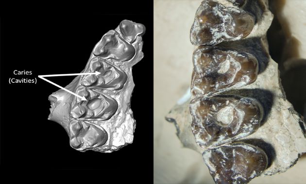 Il y a 54 millions d’années, les mammifères avaient déjà des caries dentaires 