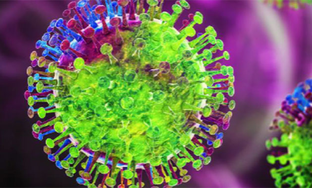 Covid-19 : des anticorps capables d’éliminer les cellules infectées