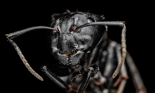 Pourquoi les dents de fourmi sont-elles si acérées ? 