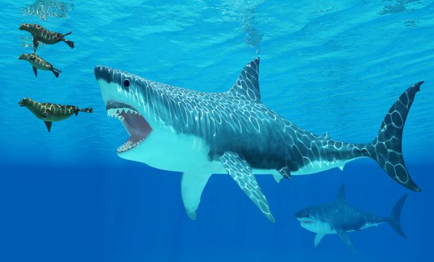 États-Unis : il trouve deux dents de requin préhistorique sur la plage 