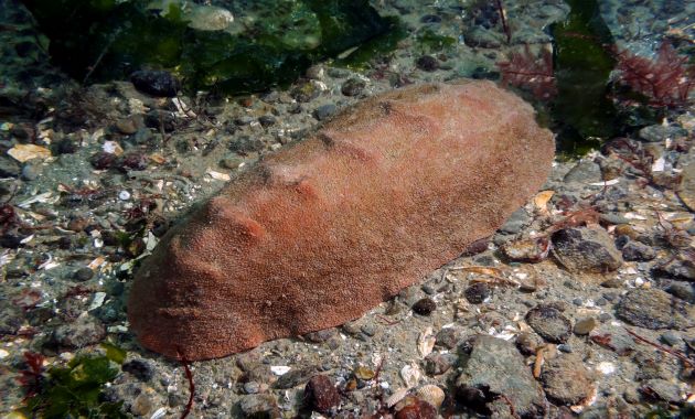 Bientôt un nouveau matériau créé à base de dents de mollusque ? 