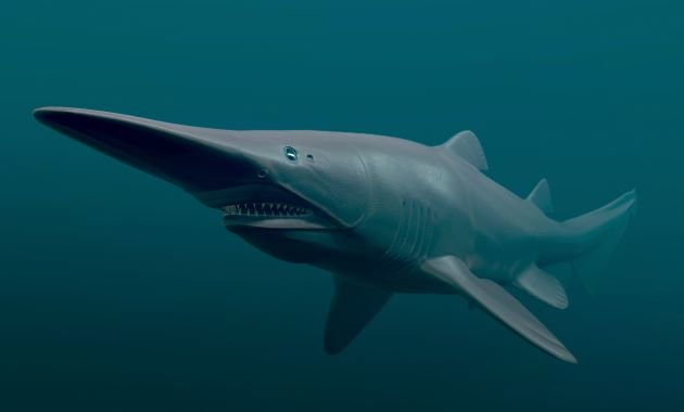 Découvrez le requin-lutin, monstre marin qui projette ses mâchoires sur ses proies 