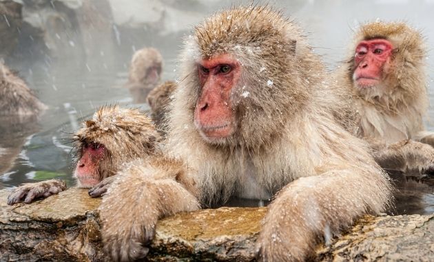 Des dents de singe questionnent l’évolution humaine