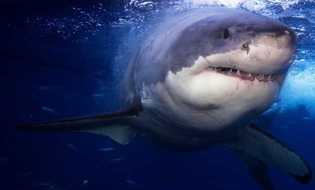 Australie : un surfeur autorisé à garder la dent du requin qui l’avait attaqué