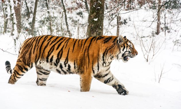Zoo de Mulhouse : un tigre de Sibérie opéré d’une “rage de dent”
