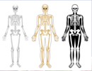 Le squelette humain dans tous ses états