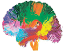 Un atlas du cerveau humain, bientôt disponible gratuitement
