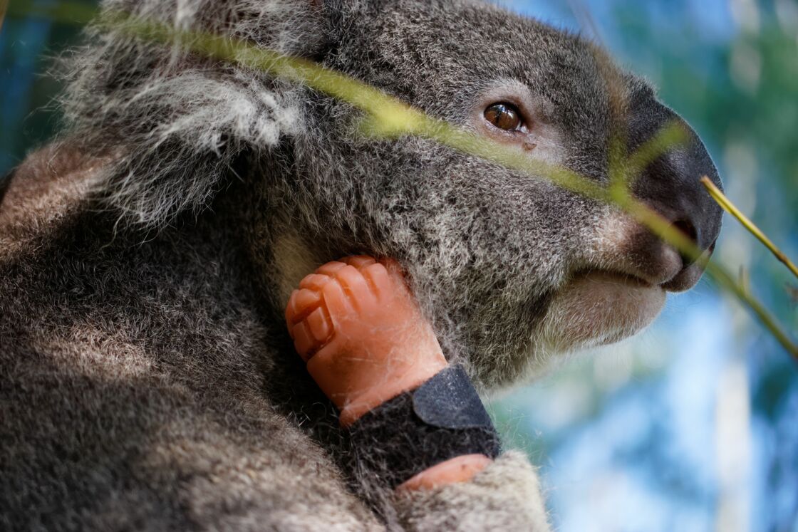 Australie : un prothésiste dentaire sauve un koala handicapé Australie : un prothésiste dentaire sauve un koala handicapé