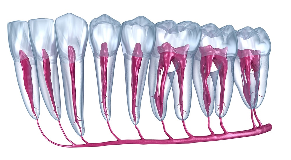 Endodontie : l’instrumentation de plus en plus accessible aux omnipraticiens