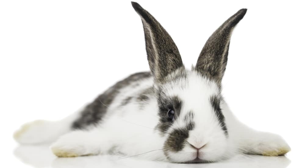 « Taxe lapin » revisitée : une nouvelle proposition de loi à l’Assemblée