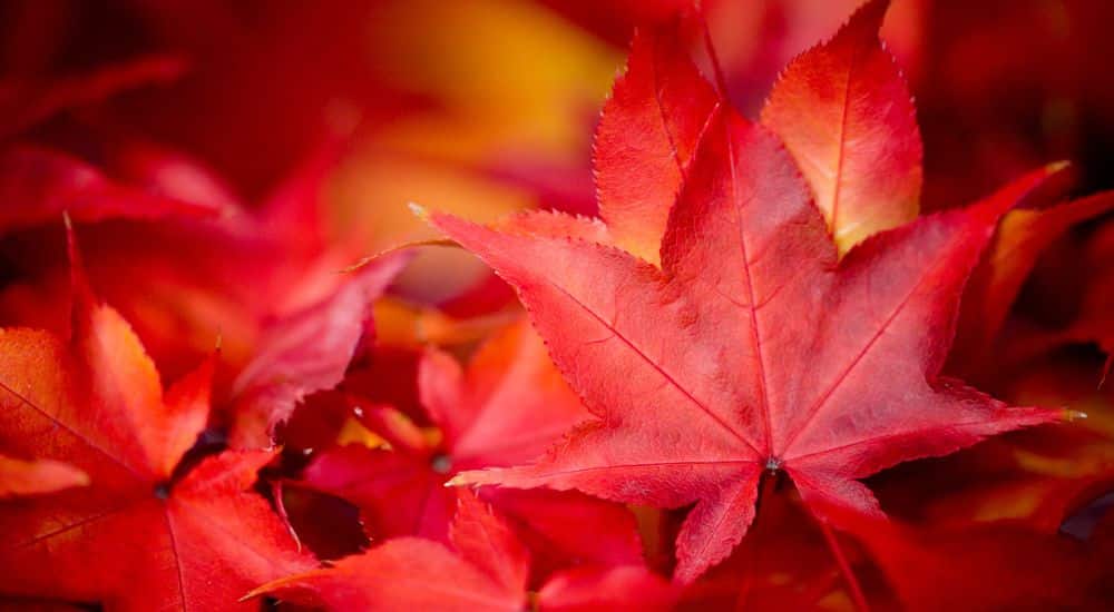 Feuilles d'érable rouges, érable protection biofilms dentaires